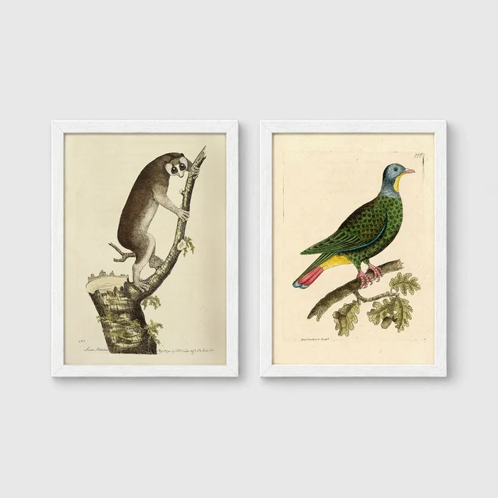Set of 2 framed prints, antique naturalist illustrations: a lemur climbing a branch; and a green pigeon perched on a branch — unframed