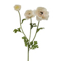 Butterfly Ranunculus