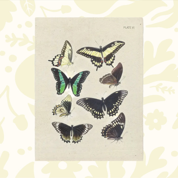 Forager Provisions LTD greeting card featuring vintage-style butterfly illustrations on recycled cream paper