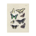 The Cognitive Surplus Illustration Greeting Card Specimen Plate VI Butterflies features a vintage illustration of eight colorful butterfly species labeled "Plate VI" on a beige background, making it an ideal choice for an eco-friendly greeting card crafted from recycled materials.