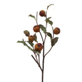 Dry Quince Branch