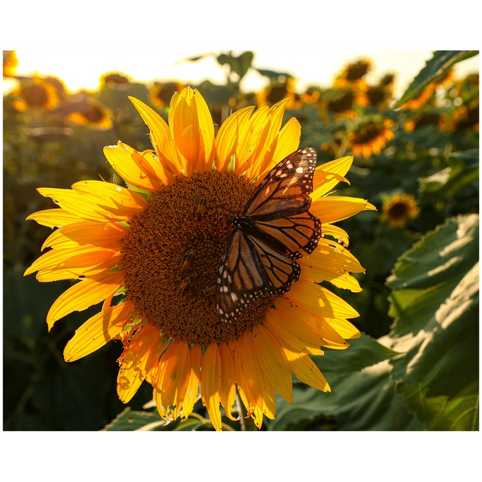 Kansas Sunflowers with Butterfly Fine Art Print
