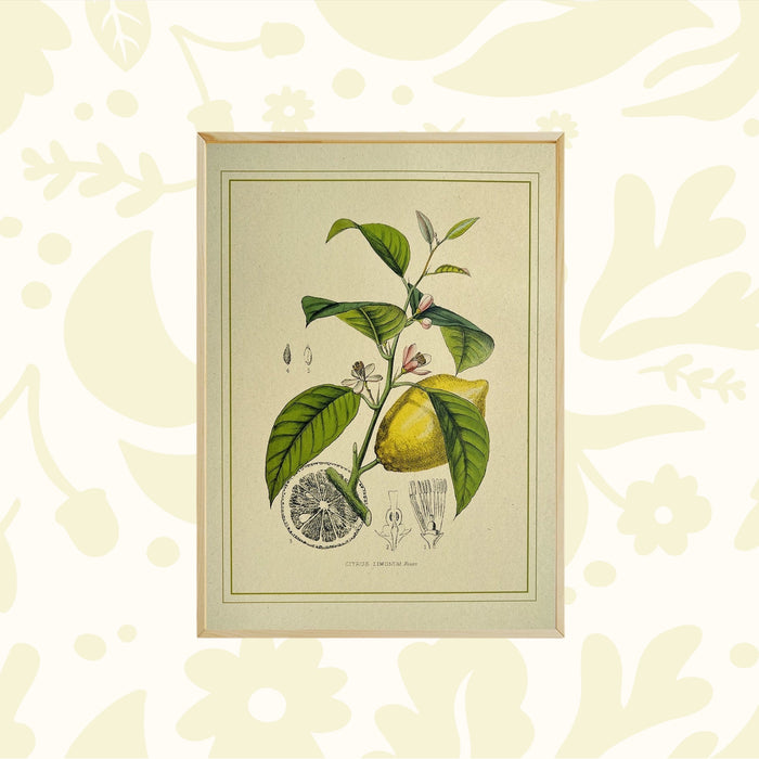 Napiers Botanical Limonum Lemon A3 print, eco-friendly recycled paper, decor on light green wall—sustainable home art display.