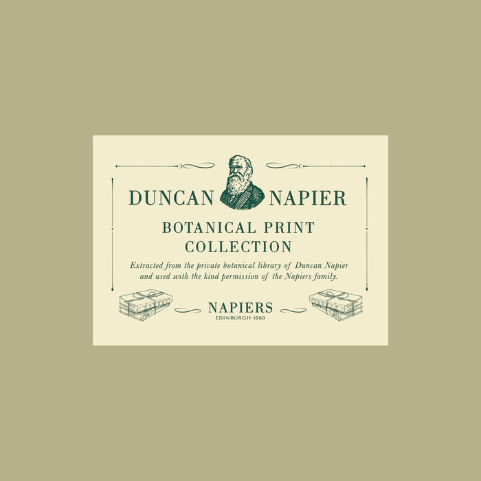 Napiers Botanical Limonum Lemon A3 recycled print label with vintage decorative text for eco-friendly botanical decor.
