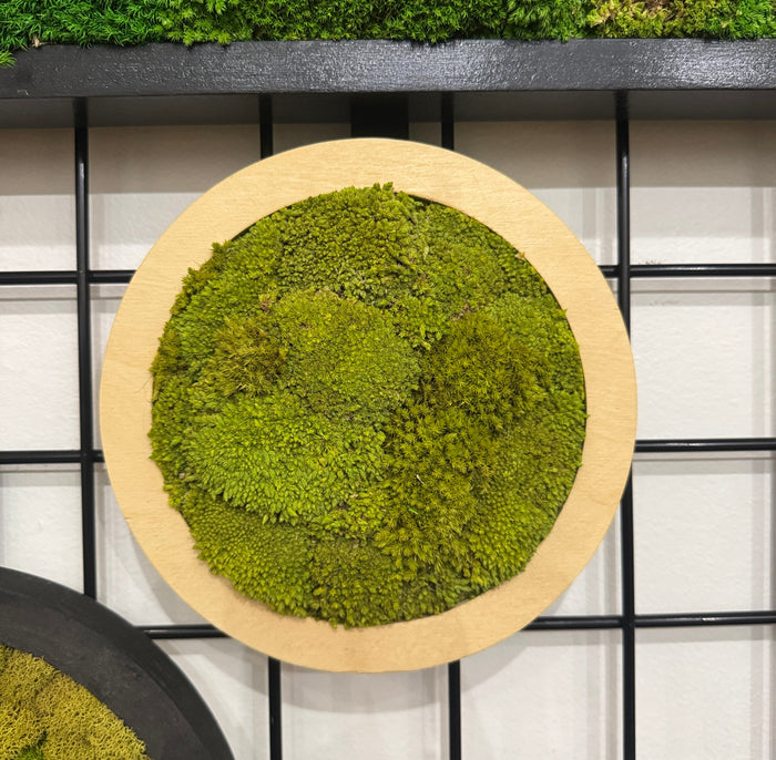 Ready to Ship: 8" Bright Galaxy Moss Art Frame
