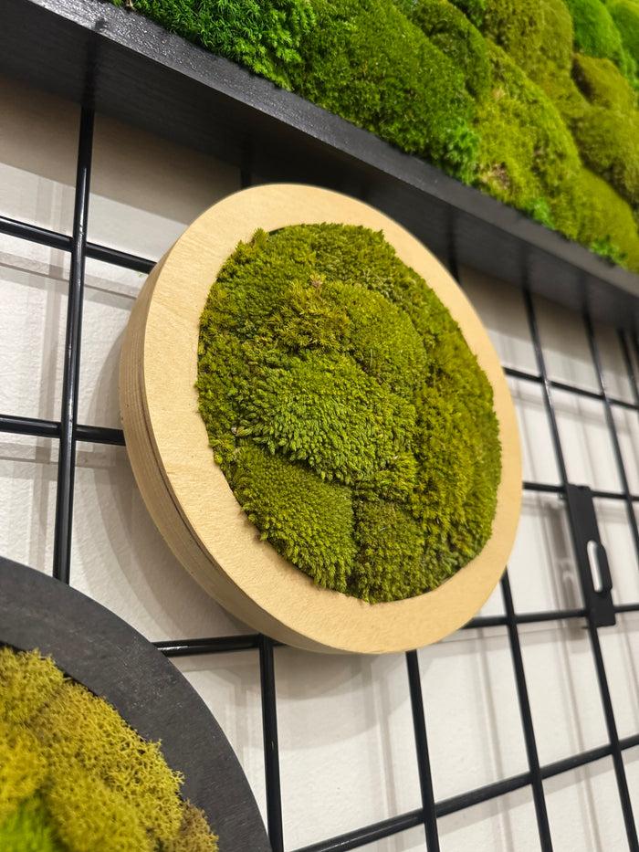 Ready to Ship: 8" Bright Galaxy Moss Art Frame