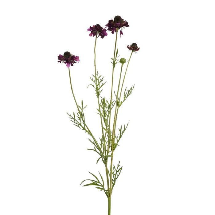 Scabiosa