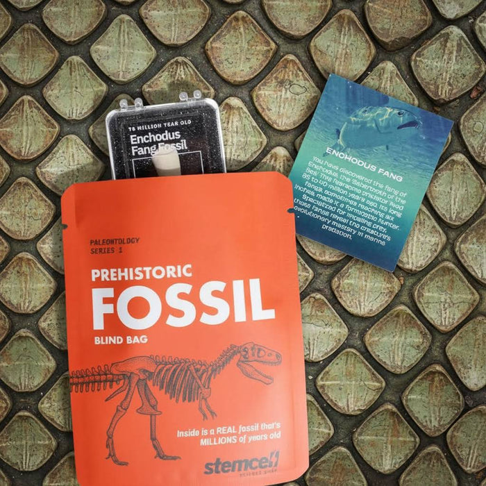 Forager Provisions LTD Stemcell Science Fossil Blind Bag with an Enchodus Fang specimen, info card, and display case.