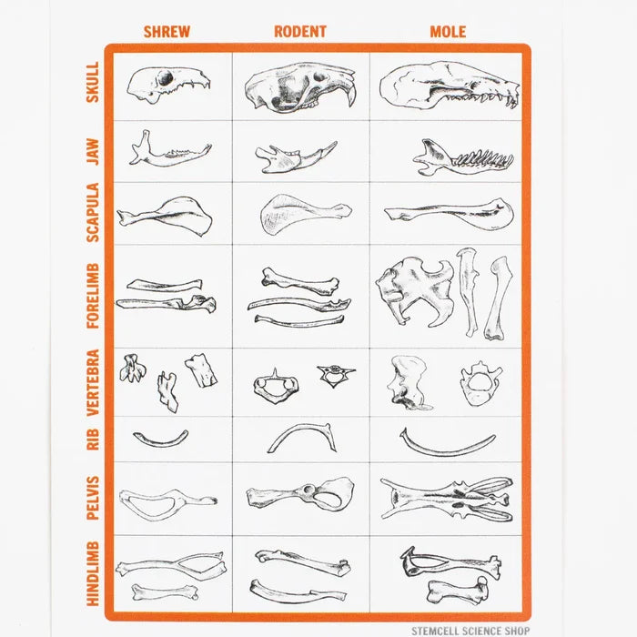 STEM owl pellet science kit for classrooms—compare shrew, rodent, and mole bones—hands-on STEM learning activity.