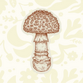 Forager Provisions LTD spotted mushroom sticker with detailed brown ink illustration on durable outdoor vinyl.